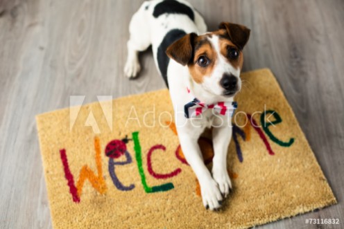Picture of Cute dog posing on the carpet